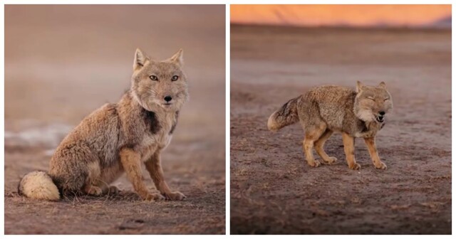 Фотограф заснял редкую тибетскую лису с близкого расстояния