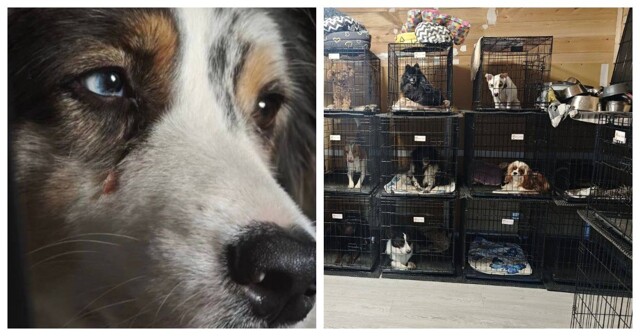 Популярная у москвичей передержка для собак оказалась «концлагерем» для питомцев