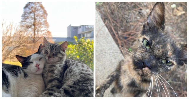 Осенний мур-настрой: 20 иллюстраций осенних занятий и подготовки к холодам наших пушистых питомцев