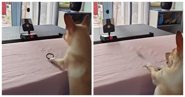 Собака демонстрирует необычный навык — стреляет резинками