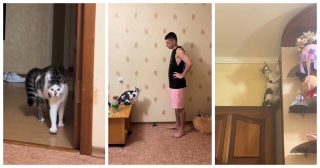 Оценка кота в жанре "тыгыдык": научный подход с юмором