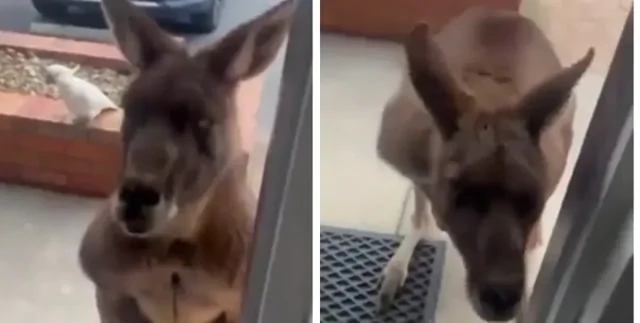 Кенгуру пришёл в гости