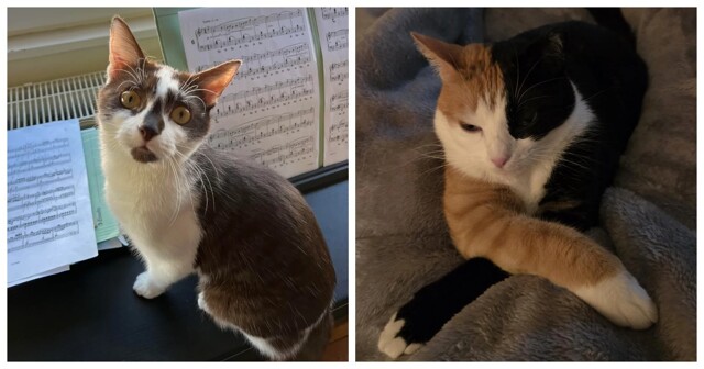 Готовь сани летом, а тёплое место на диване — осенью: 20 примеров кото-подготовки к морозам