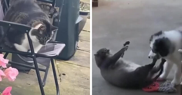 Смешные толстые коты