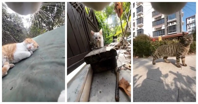 Кот-сердцеед: хозяин прикрепил камеру и раскрыл тайную жизнь питомца