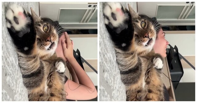 Девушка рассказала о своих проблемах коту вместо психолога