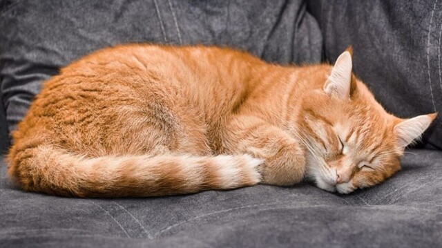 Спящая бдительность кота