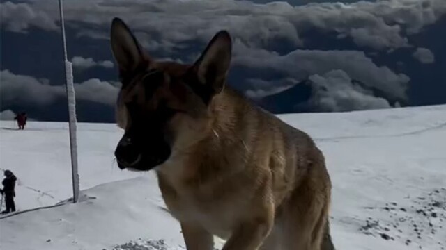Бездомная собака покорила Эльбрус
