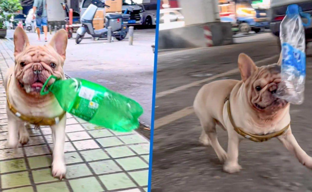 Пёс собирает пластиковые бутылки на улицах Китая