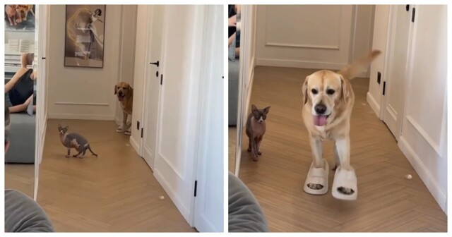 Когда «принести тапки» понимается буквально