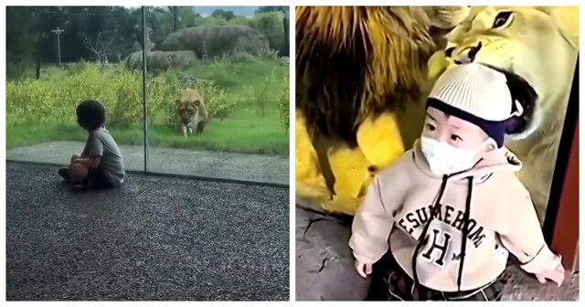 Животные в зоопарке «нападают» на посетителей через стекло