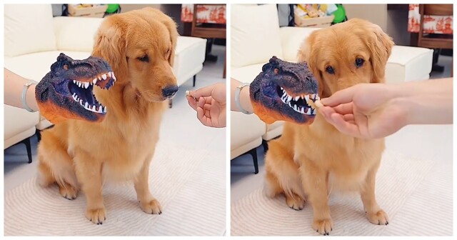 Как убедить собаку принять лекарство