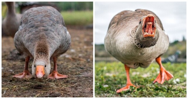 У гуся проснулась генетическая память