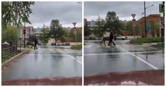 Олень переходит дорогу в Амурской области