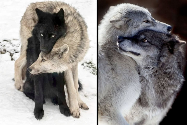 Легендарная волчья верность: что будет, если волк потеряет свою любовь?
