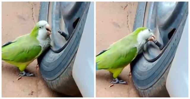 Нестандартное развлечение попугая