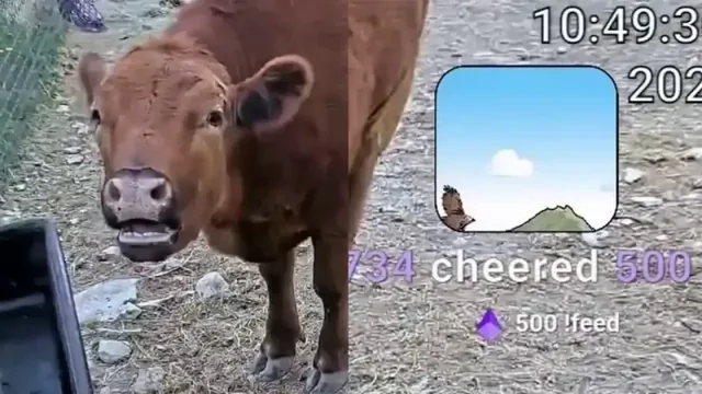Корова просит зрителей онлайн-трансляции покормить ее