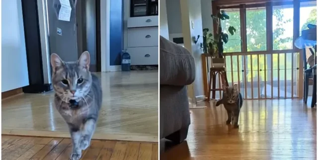 Женщина прицепила микрофон к своей своенравной кошке