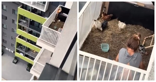 В одном из ЖК девушка завела курятник прямо у себя на балконе