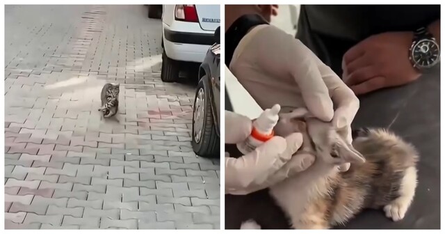 Кошка принесла больного котёнка в клинику