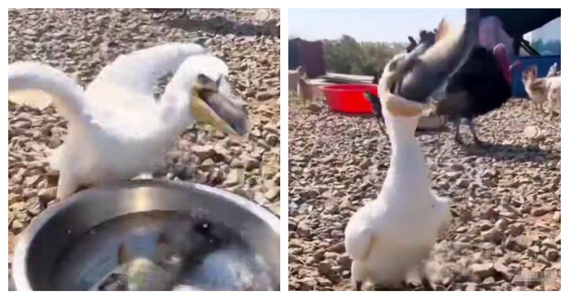 Прожорливый баклан