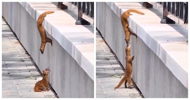 Куница помогает своему малышу: трогательный момент