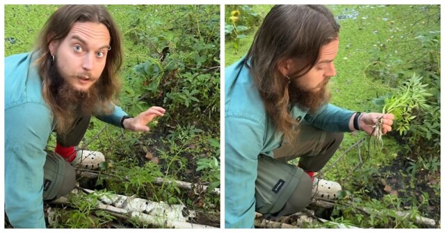 Вех ядовитый