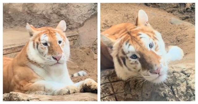 Тигрица без черных полосок