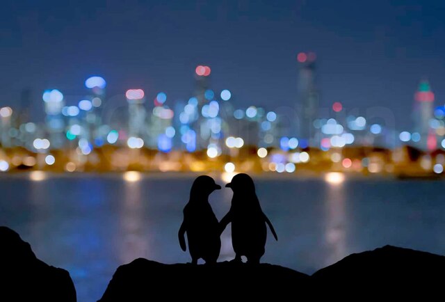 Два одиноких пингвина