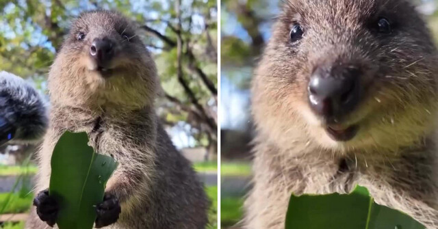 В Австралии операторы нашли самое счастливое животное в мире