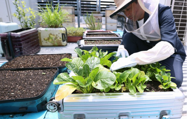 Японцы нашли, куда деть брошенные чемоданы