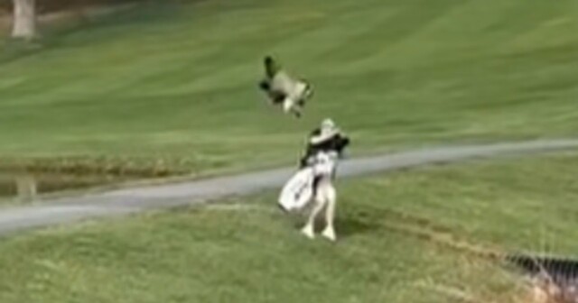 Агрессивный гусь атаковал игрока в гольф