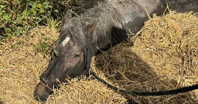 Спасатели освободили лошадь весом 800 килограммов, застрявшую в болоте