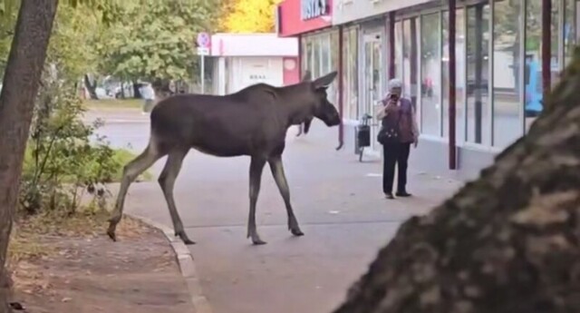 Лось вышел к станции метро в Москве