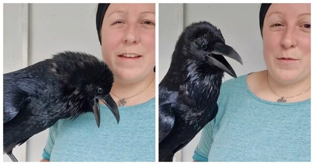 Ручной ворон поражает всех своим "человеческим" голосом