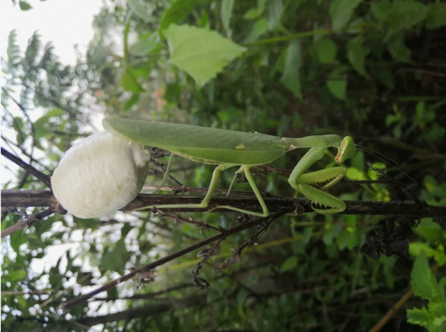 Оотеки богомолов:  странные коробочки появляются на деревьях в конце лета