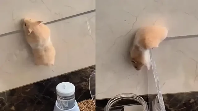 Побег хомяка из вольера