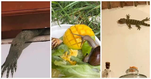 Обычный дом на Бали