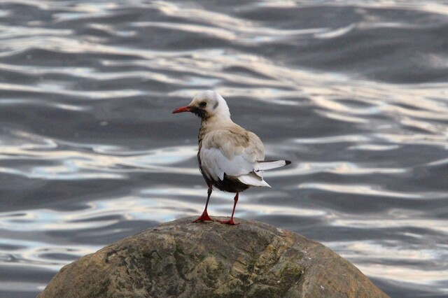 Мурманские чайки принимают мазутные ванны в Кольском заливе