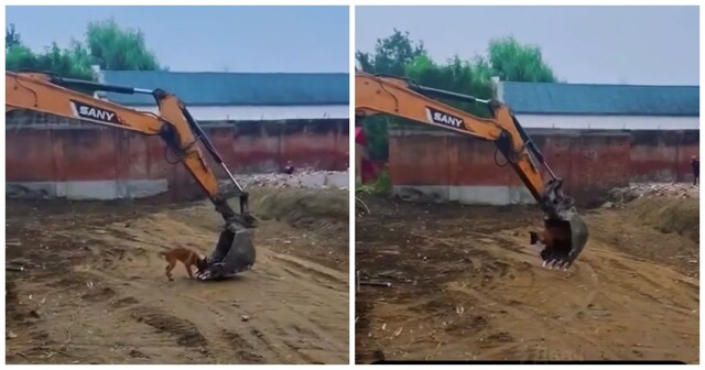 Пёс катается в ковше экскаватора