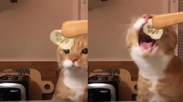 Пушистый любитель огурцов