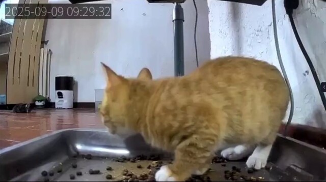 Свежий корм застал котёнка врасплох