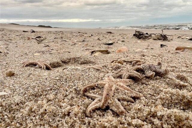 Тысячи морских звезд выбросило на берег