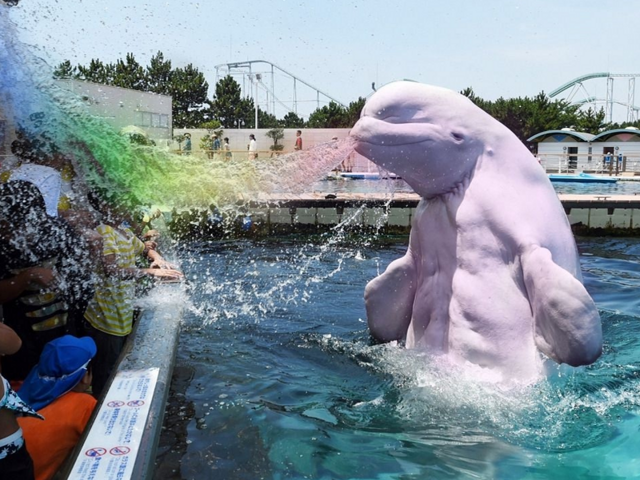 Нок: белуха, которая говорила по-английски