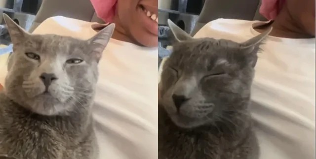 Девушка попыталась поговорить с котом на его языке