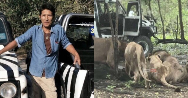 Львы загрызли смотрителя парка на глазах у посетителей