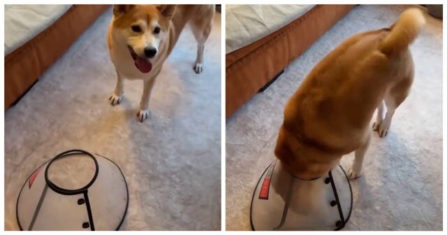 Как сделать так, чтобы пёс сам надел ветеринарный воротник