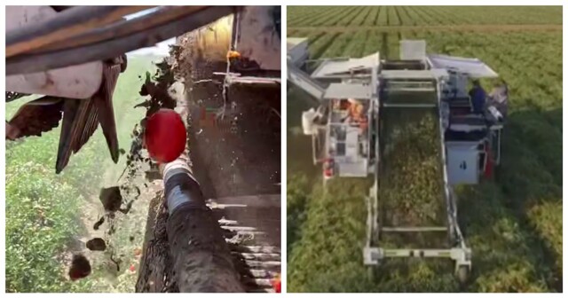 Оптический сортировщик томатов за работой