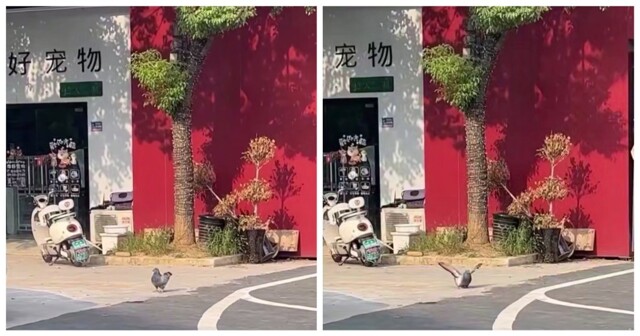 В Китае замечен бодипозитивный голубь