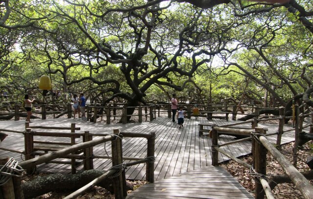 Впечатляющий размер дерева